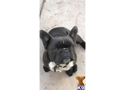 French Bulldog